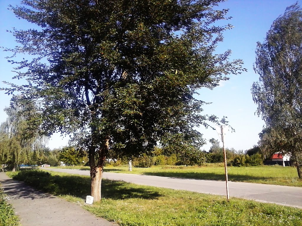 Шелковица
