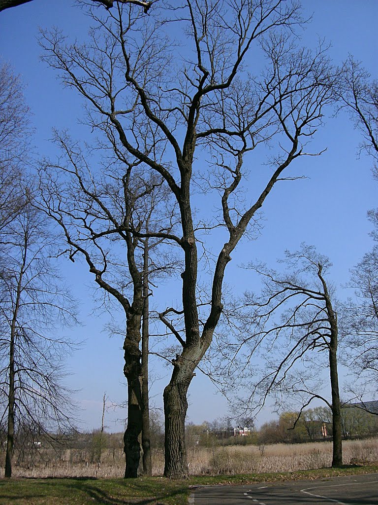 парк на выспе/park  on the island/(3)