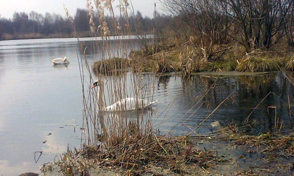 Лебеди на озере в Кировске