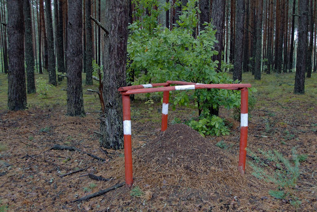 За оградой