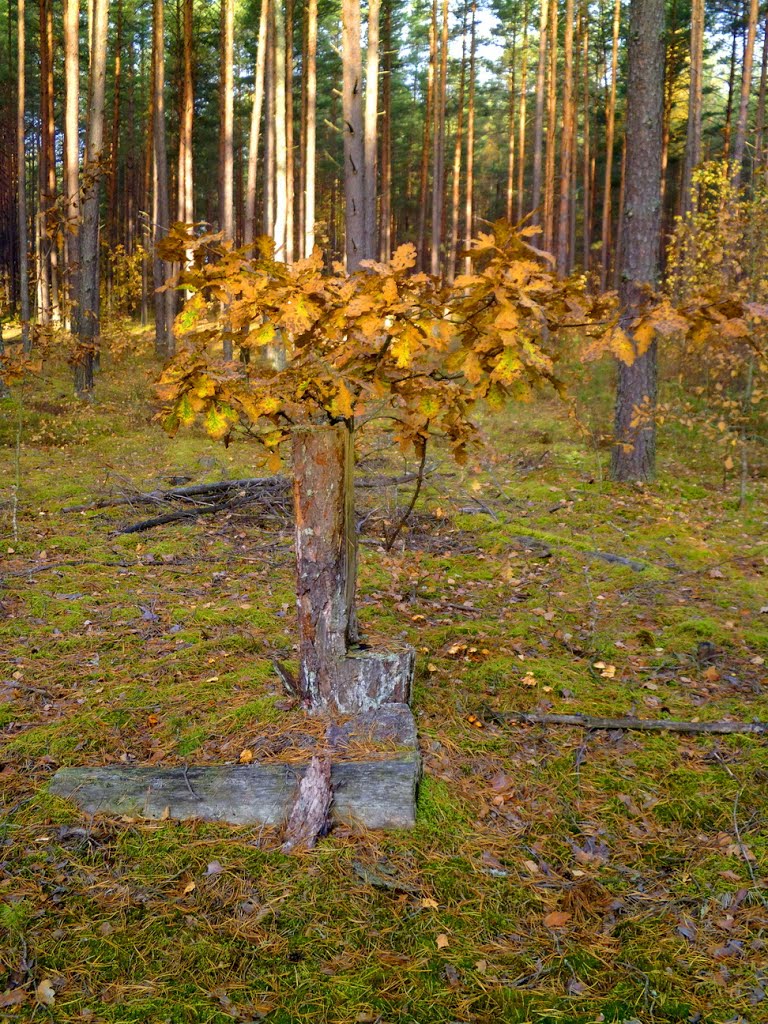 Дубок