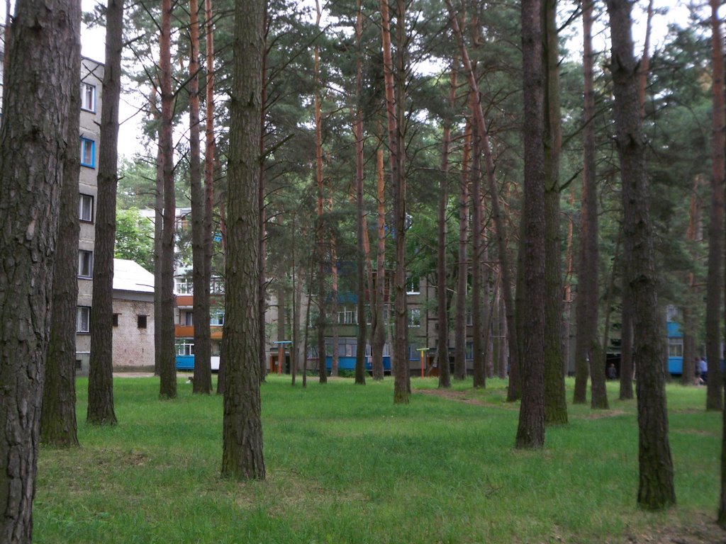 Forest between the buildings