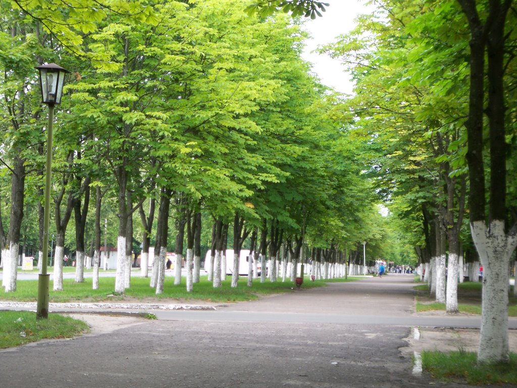 Avenue