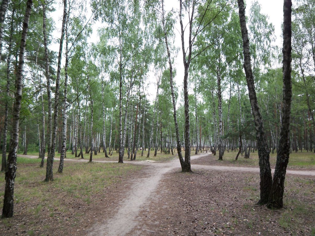 Birch grove