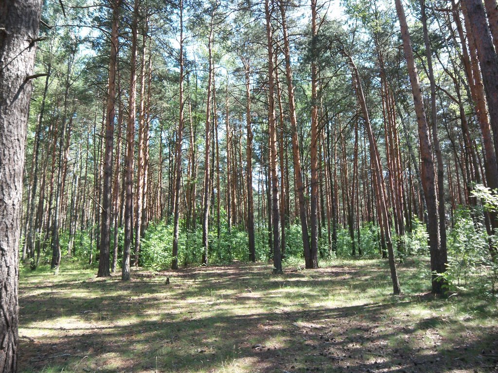 Pine forest