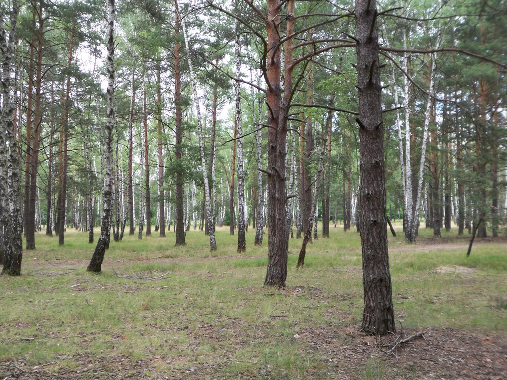 Forest