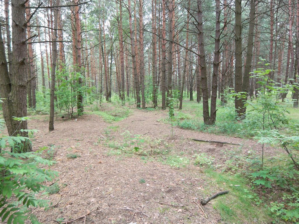 WWII Trenches