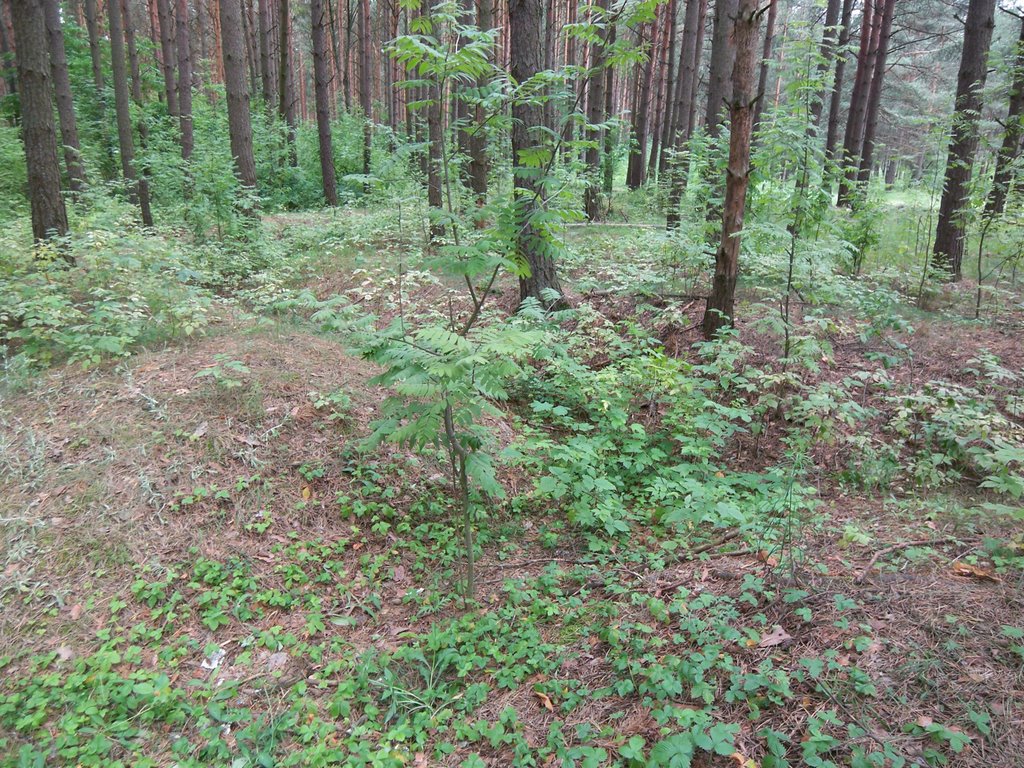 WWII Trenches