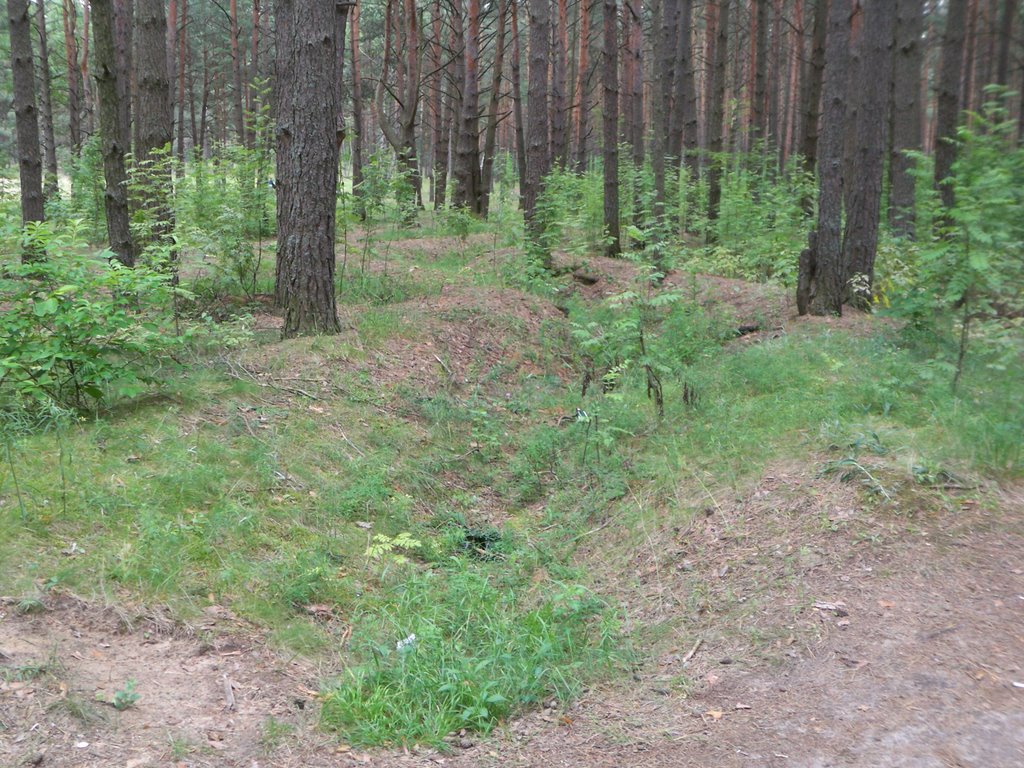 WWII Trenches