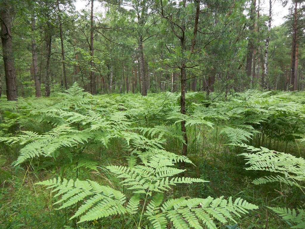 Ferns