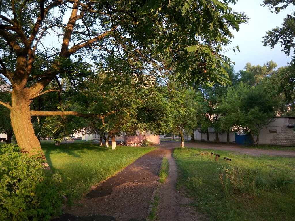 Sun in Acacia