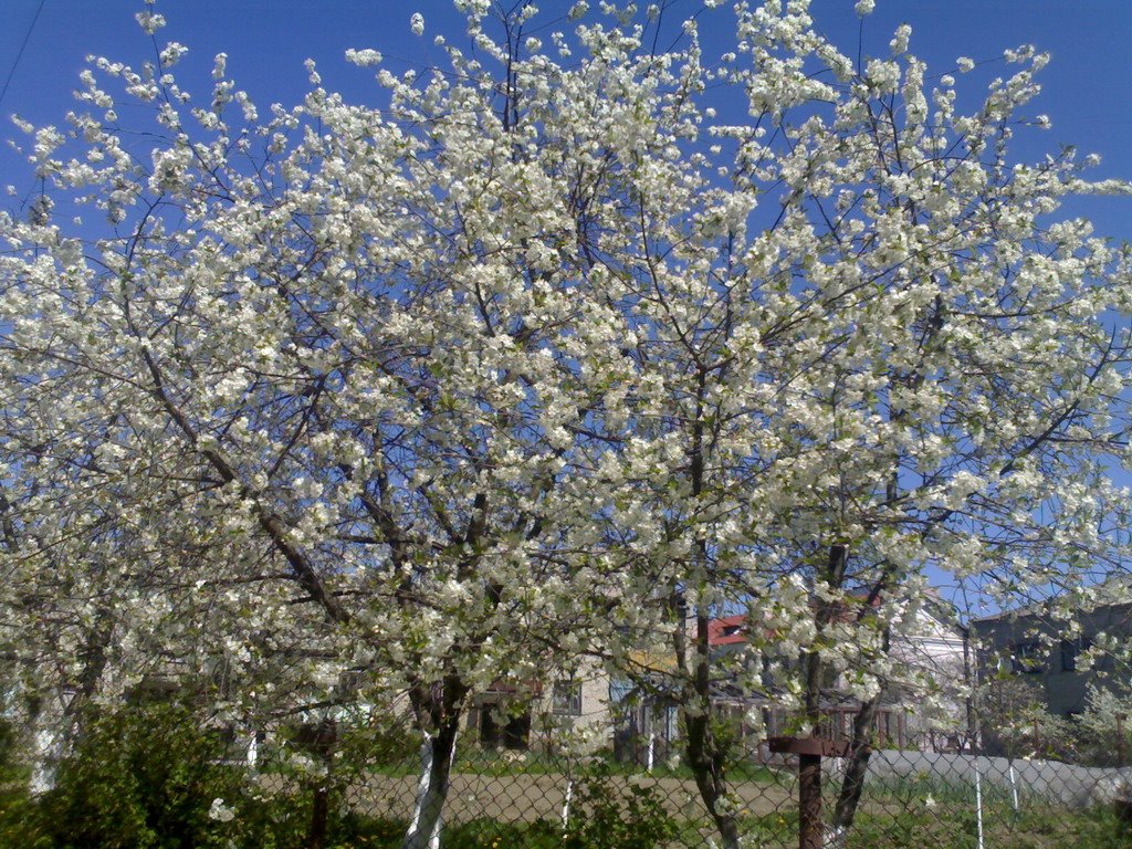 Season of Sakura