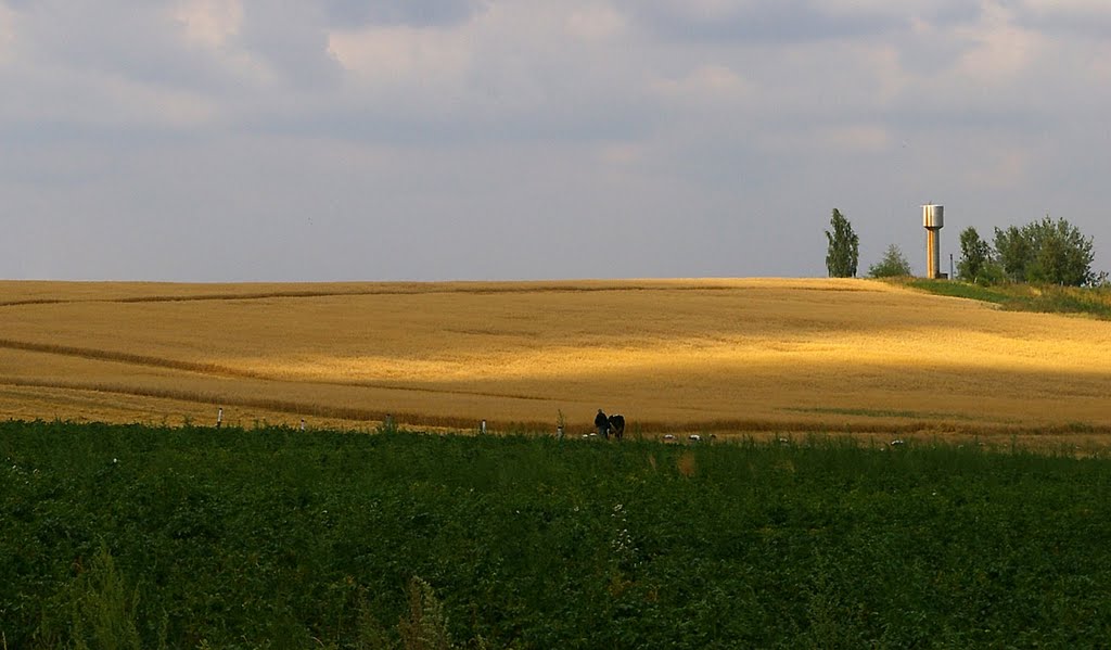 Поле