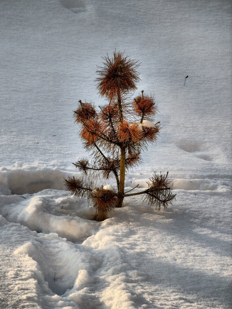 Маленькой ёлочке холодно зимой...