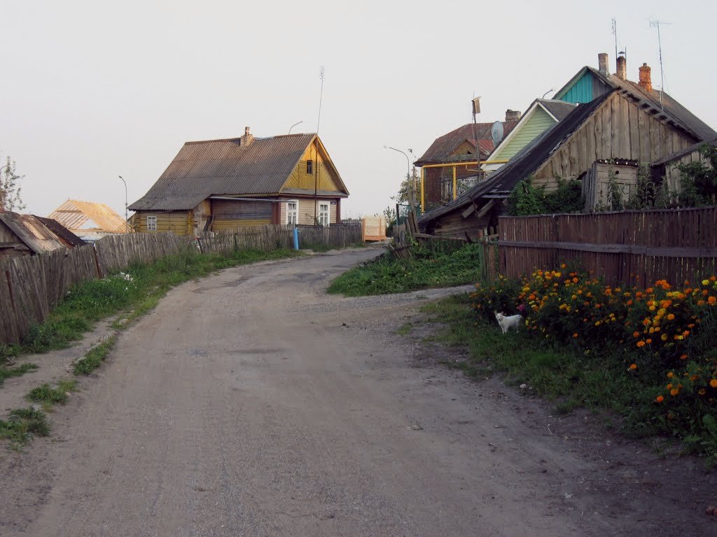 кот на вуліцы ♦ a local cat