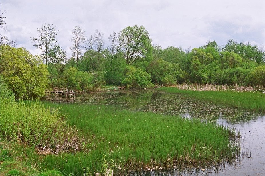 Пруд по ул. Скарыны (Pond on the Skaryna st.)