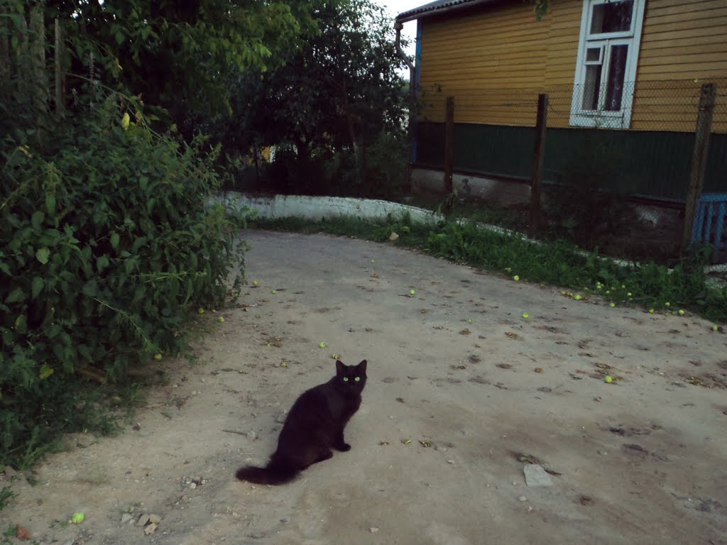 Кот
