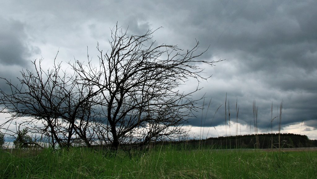Lonely Tree