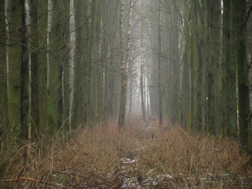 Туманное утро. Foggy morning.