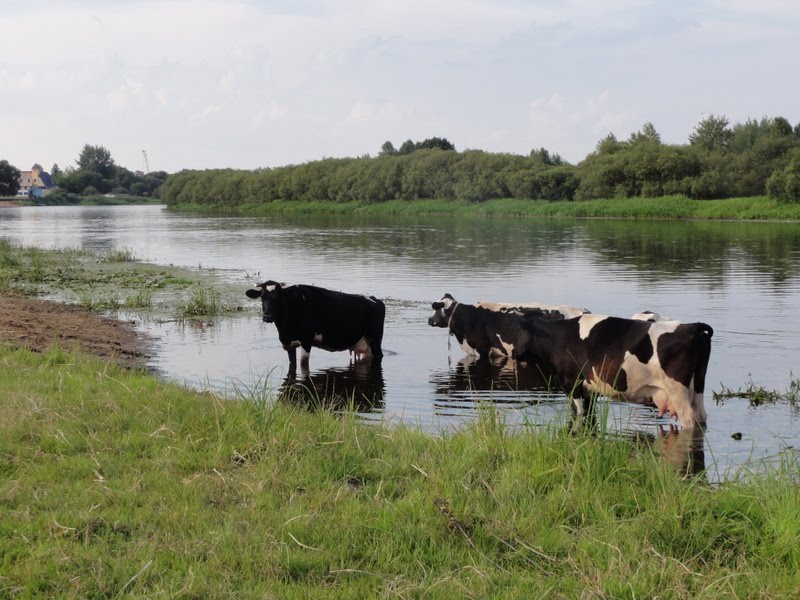 Berezina in  (Berezino)