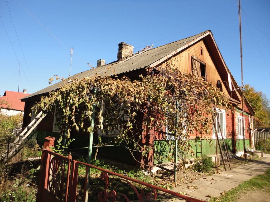 Виноградная лоза