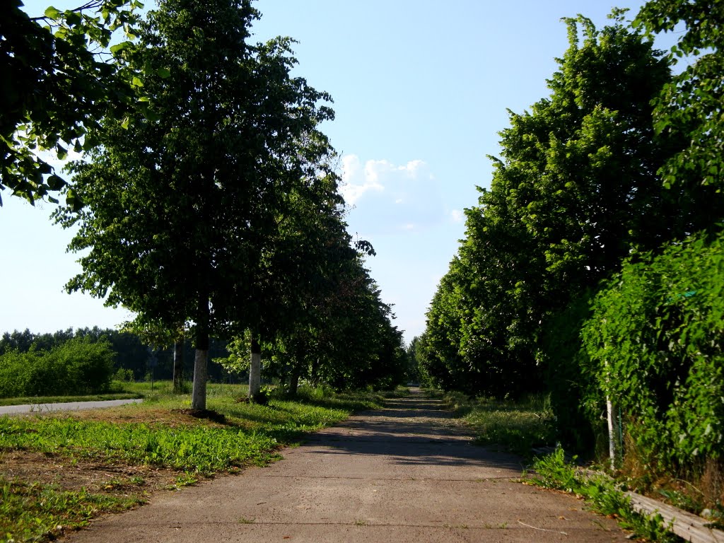 липова алея