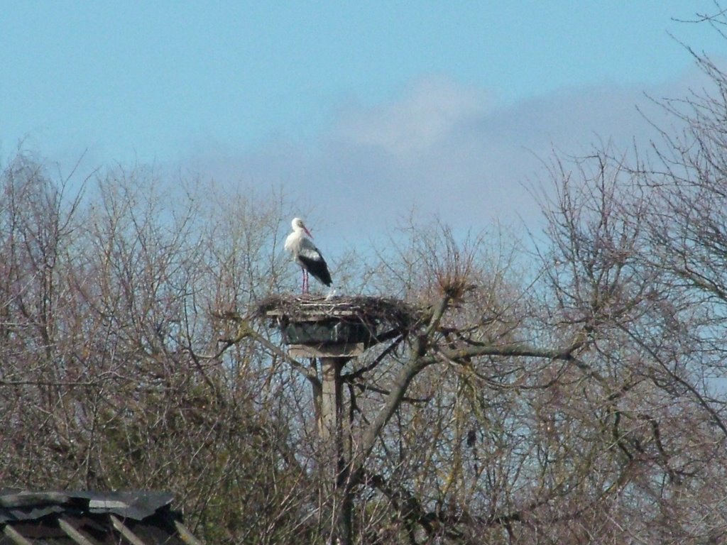 Аист около Масальских