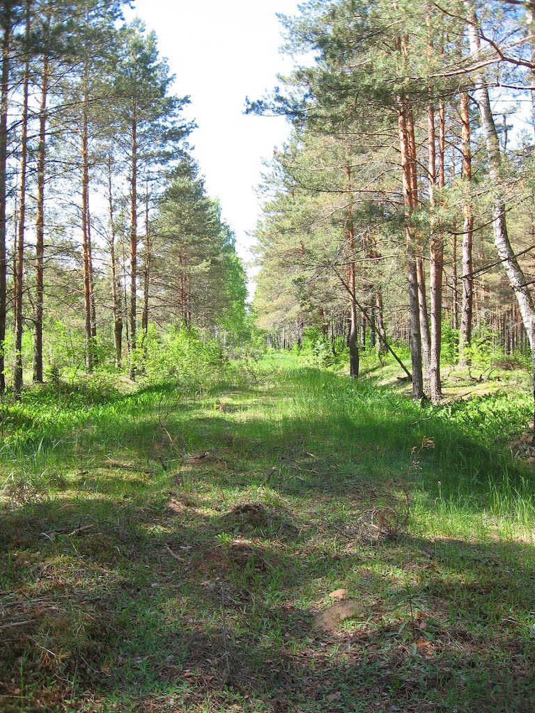 Все, что осталось от старой узкоколейки