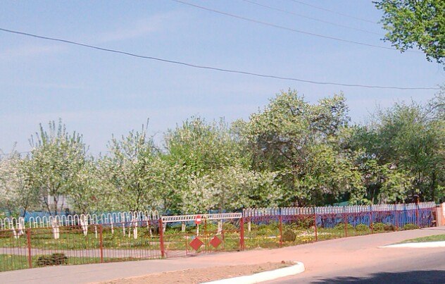Деревья зацвели во дворе детсада