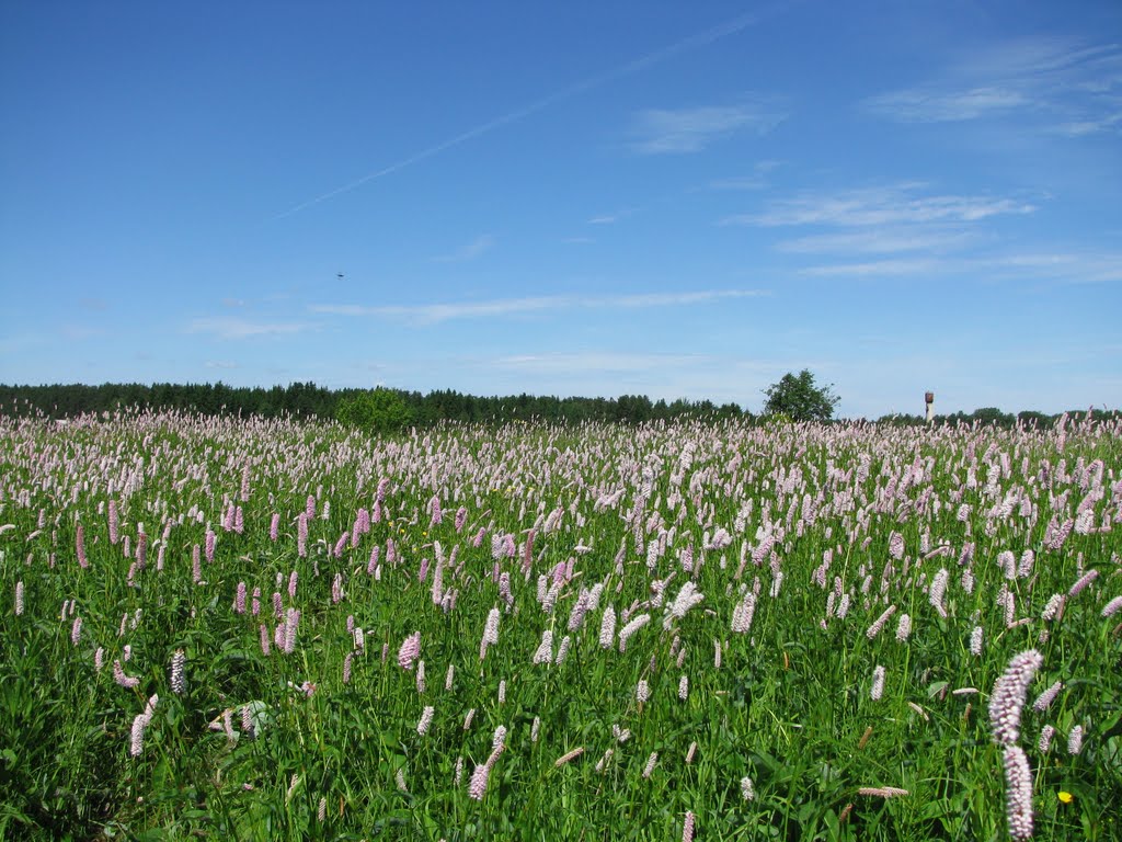 Field of pert dock