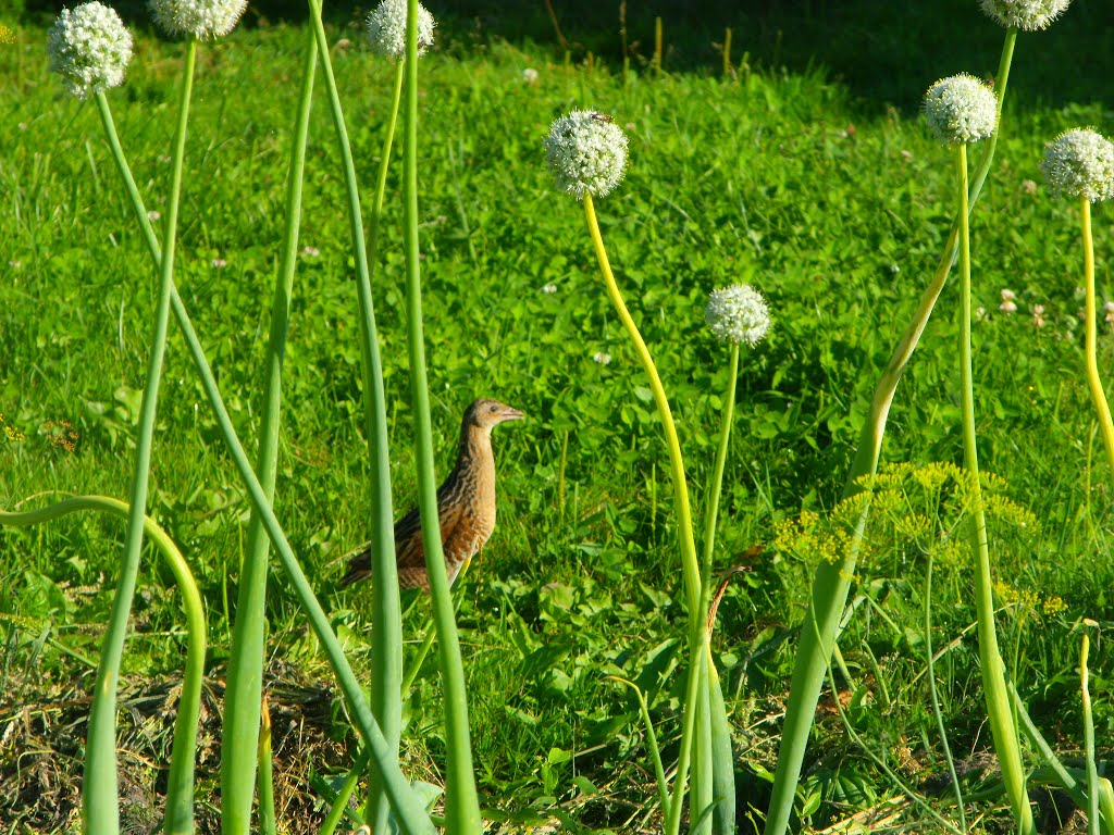 УДОД - самка