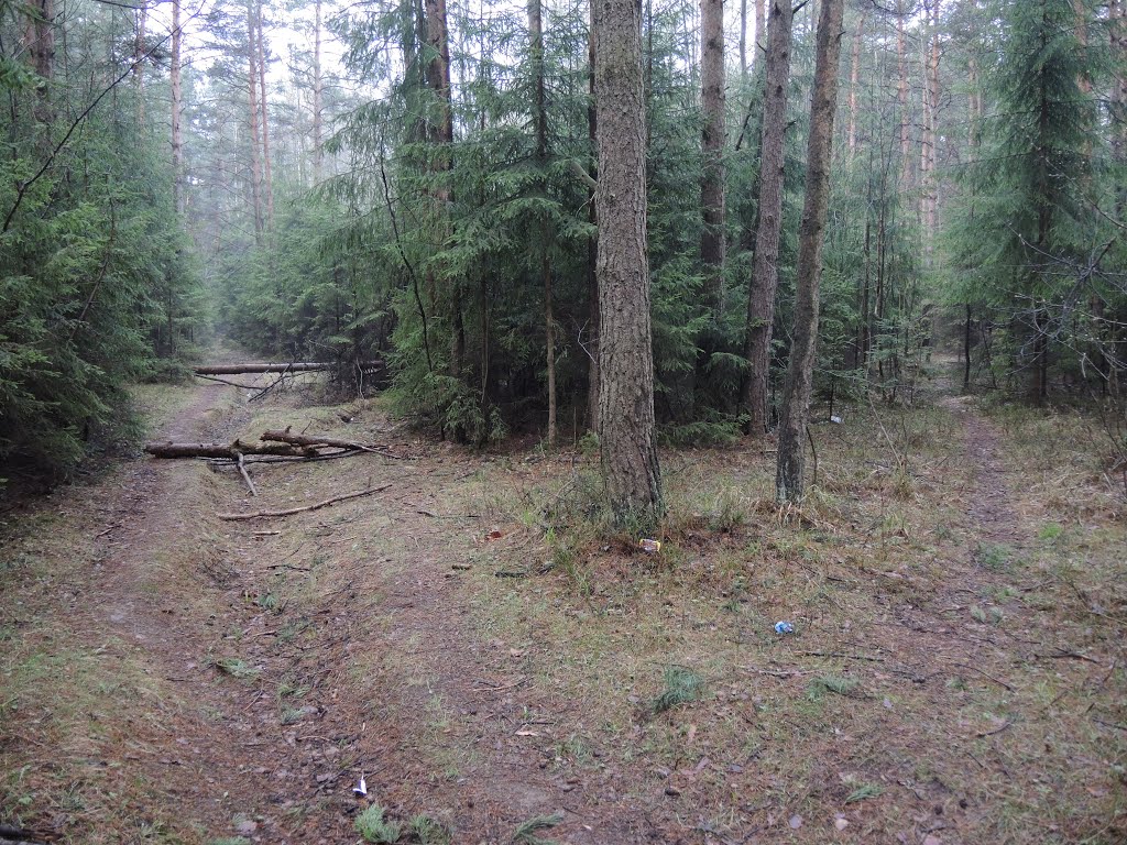 Лесные тропы