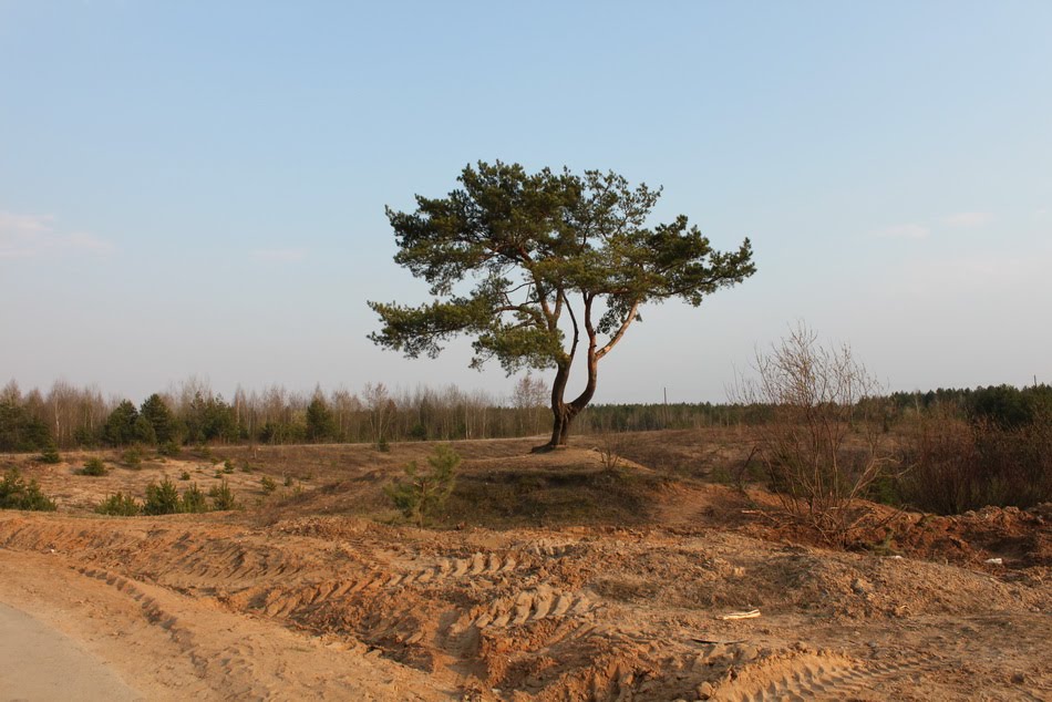 Сосна возле аэродрома