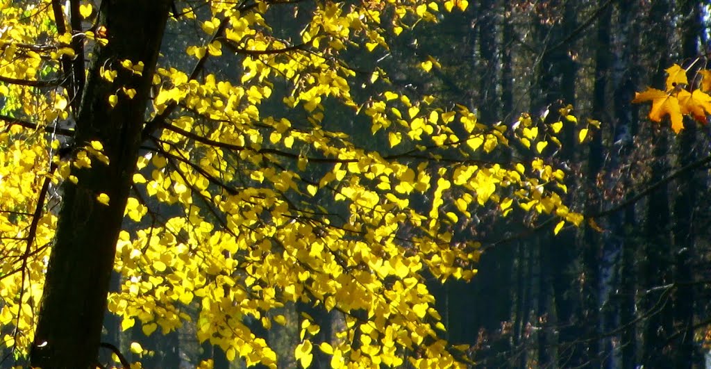 Осень в парке. Autumn in the park.