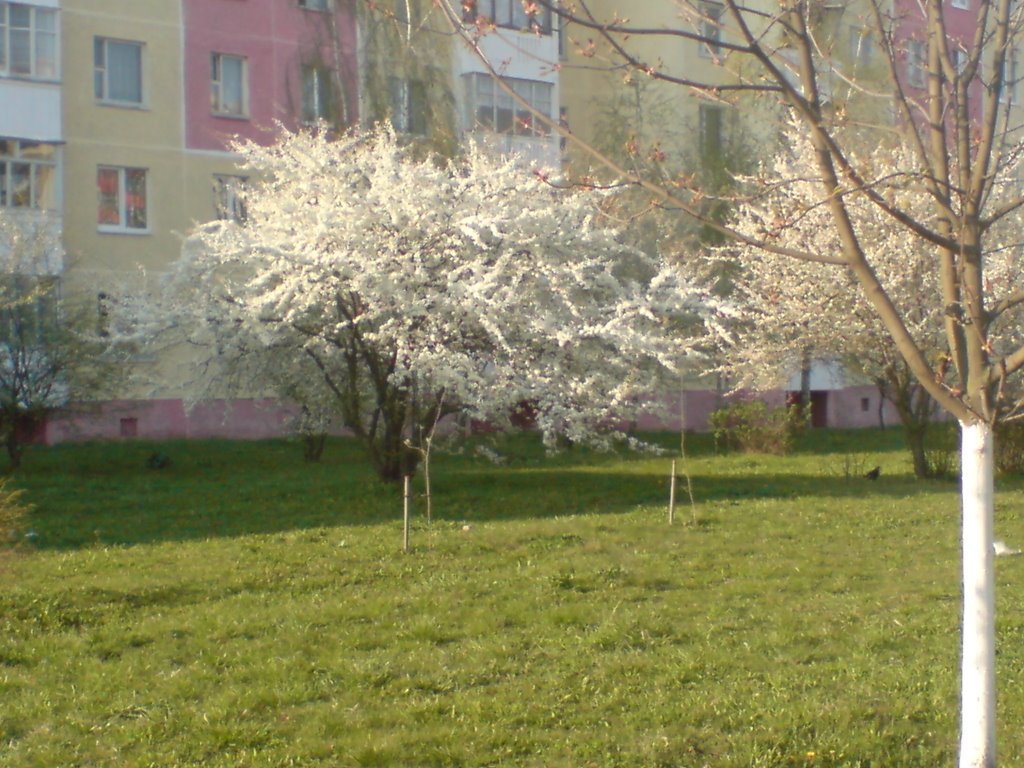 Soligorsk, like cherry tree in Japan