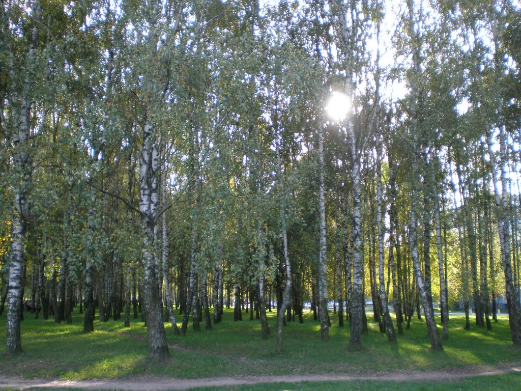 Ковалева Лоза _березовая роща