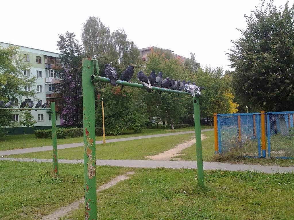 Голубинный сходняк