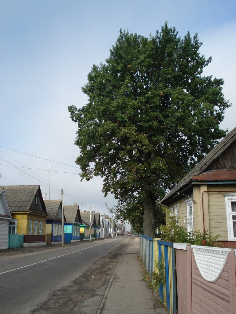 Дуб на вуліцы Вялікай