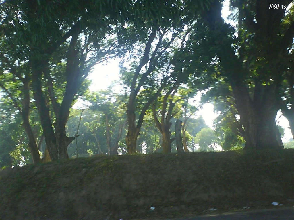 Bajo el Mangal
