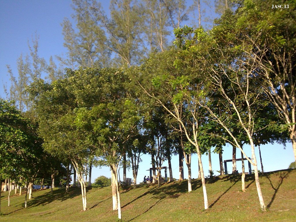 Arboles en la Unidad Deportiva