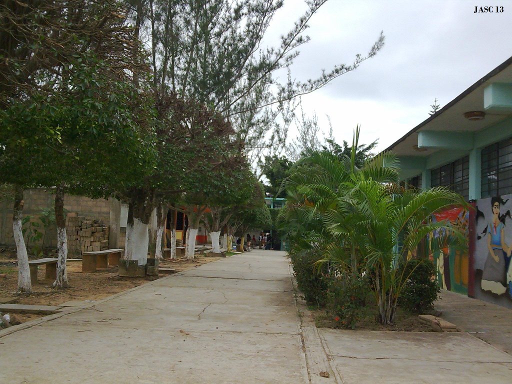 Árboles en la Prepa Acayucan