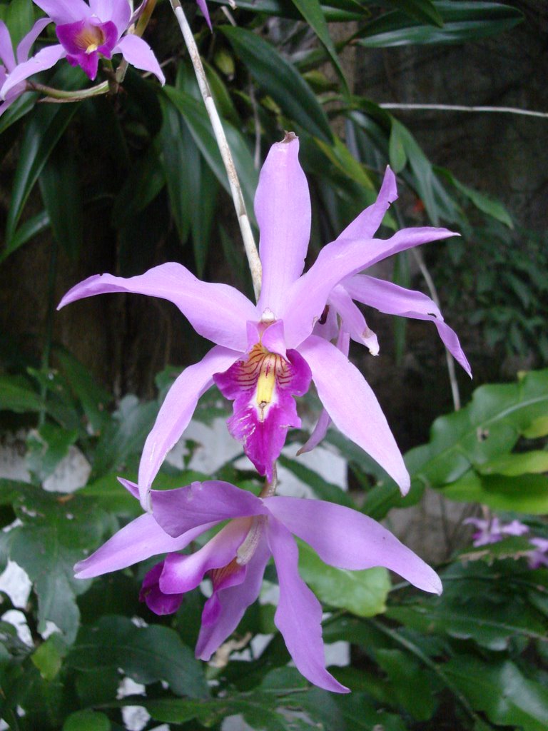 Orquidea