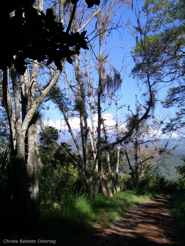 en el Cerro, dedicado a Alejandro
