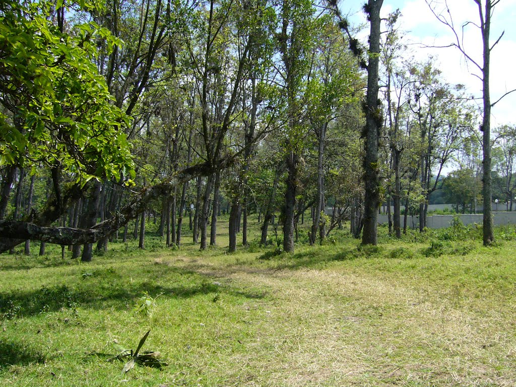 Cerca de Coatepec