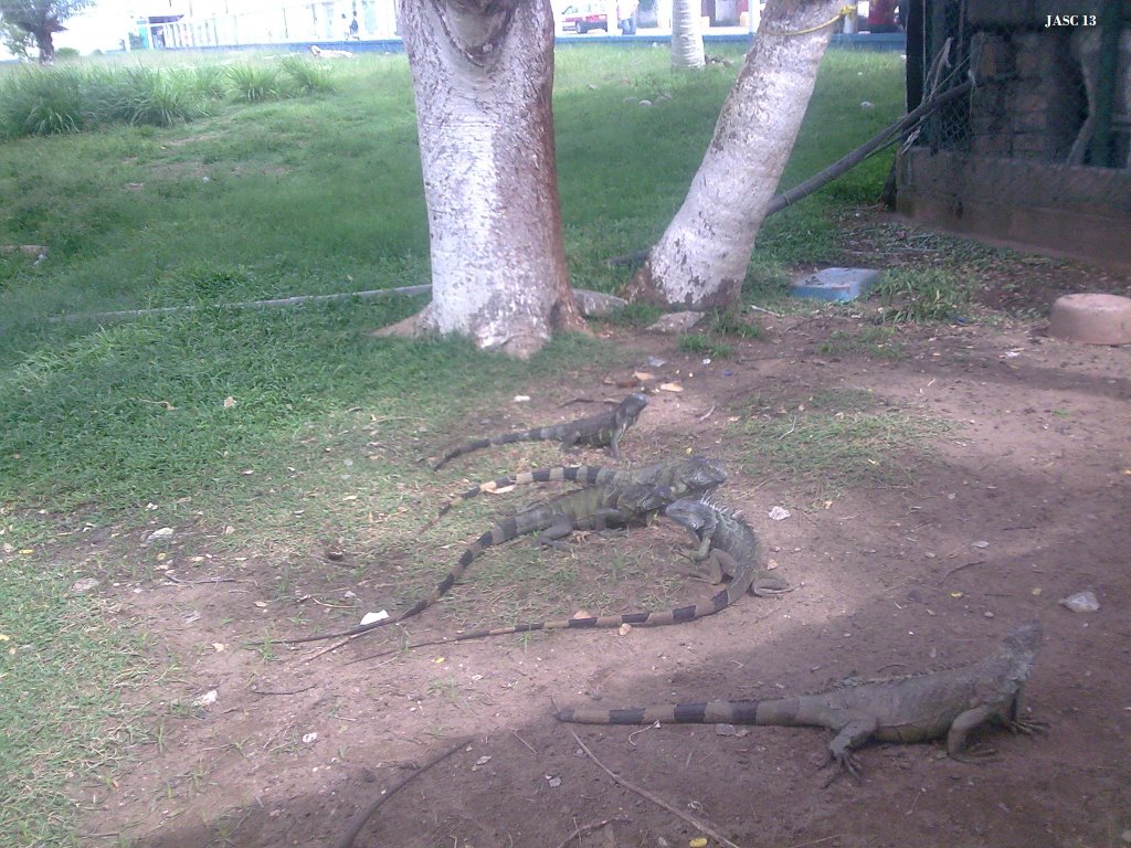 Iguanas en jardinera de la terminal