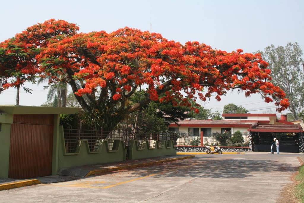 Jacaranda naranja