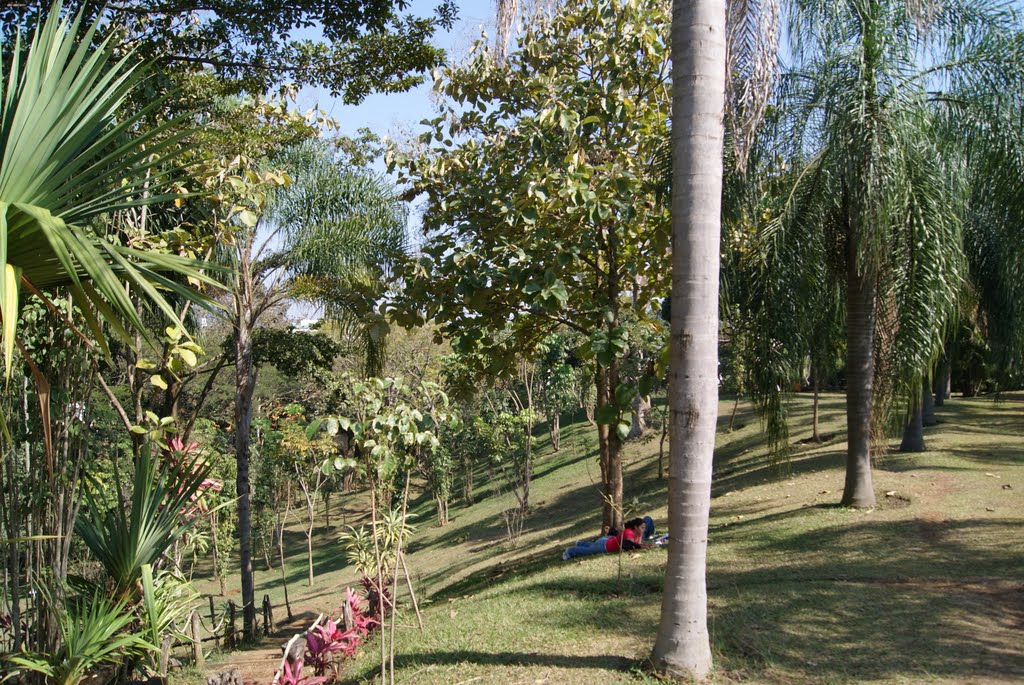 PALMERAS DE COYOL