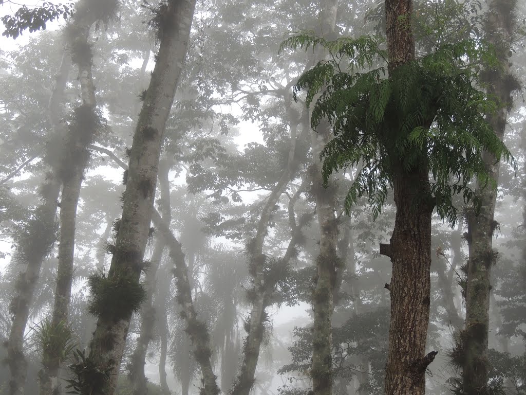 Niebla entre los Arboles