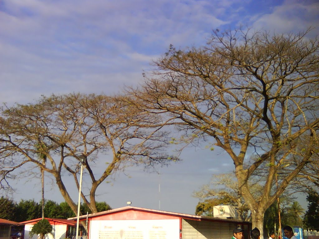 Árboles de Otoño