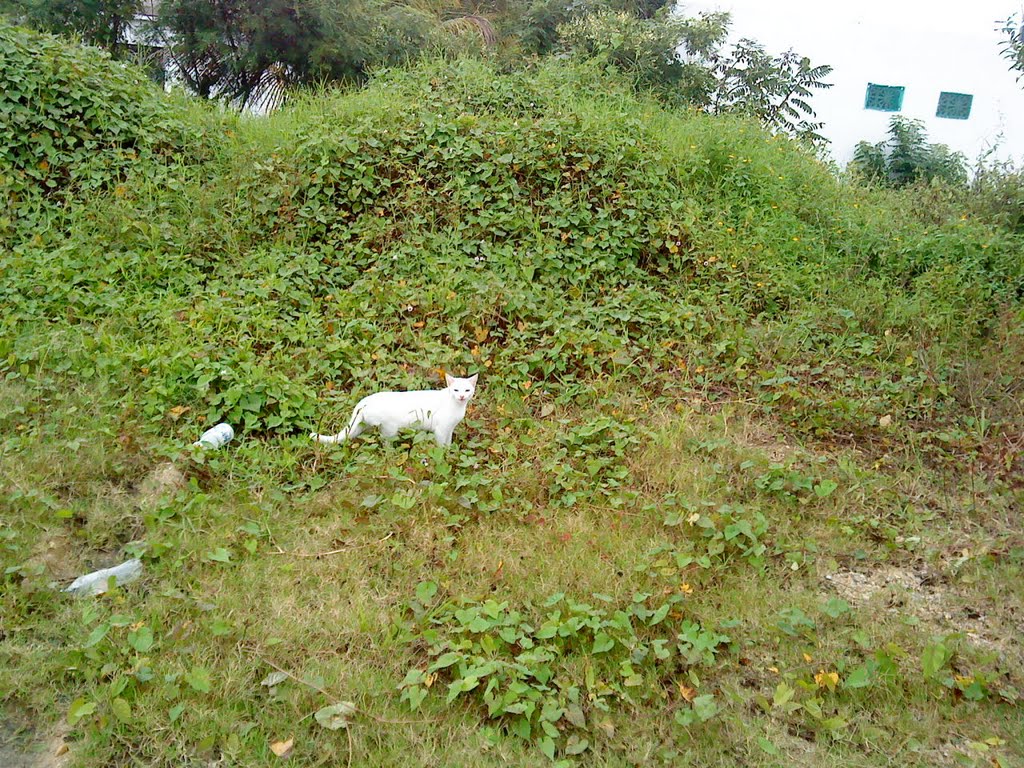 Gato blanco cerca del tec